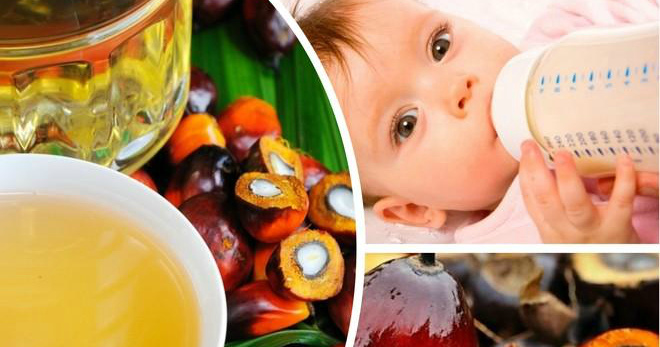 Пальмовое масло в детском питании – чем оно опасно и в каких смесях содержится?