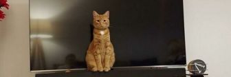 20 смешных фото рыжих котов, доказывающих, что они – самые милые существа