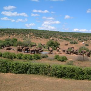 Национальный парк слонов Эддо