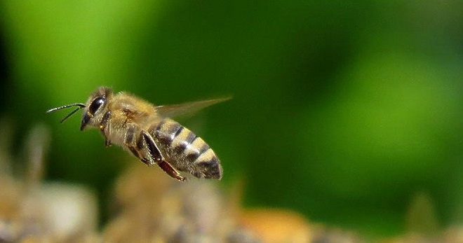 Укус пчелы – как снять опухоль?