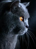 Британская голубая кошка - описание породы