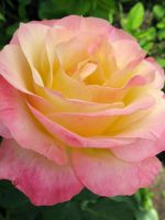 Чайно-гибридная роза «Глория Дей»