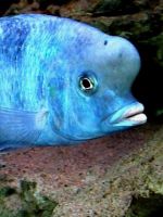 Аквариумная рыбка голубой дельфин