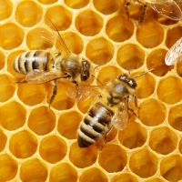 Пчелиный воск применение