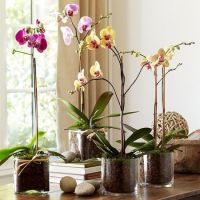Орхидея  уход пересадка
