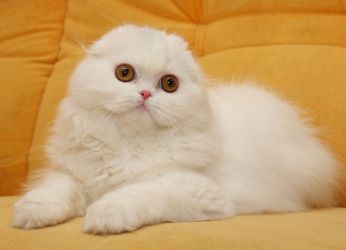 Британская вислоухая кошка белый окрас 