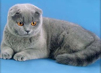 Британская вислоухая кошка голубой