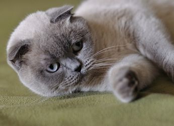 Британская вислоухая кошка Колор-пойнт