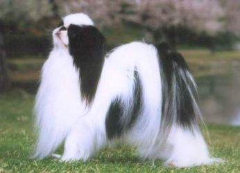 Порода собак японский хин