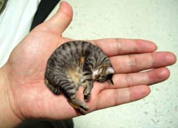 Самая маленькая порода кошек4