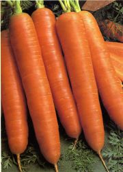 морковь канада f1