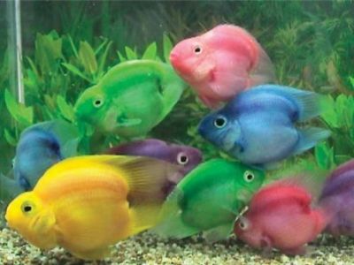 Самые красивые аквариумные рыбки6