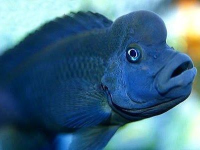 Самые красивые аквариумные рыбки7
