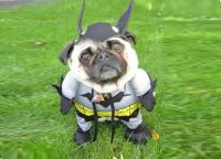 Для собаки костюм бэтмэна -2