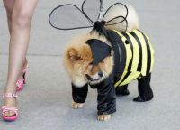 Костюм пчелки для собаки -1