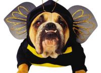 Костюм пчелки для собаки -2