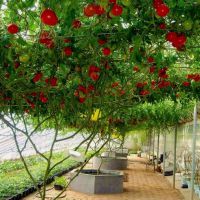 как вырастить помидорное дерево