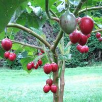 выращивание томатного дерева