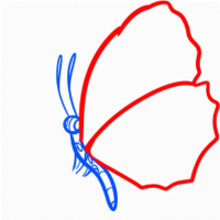 как нарисовать бабочку 20