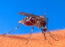 Гель от укусов комаров
