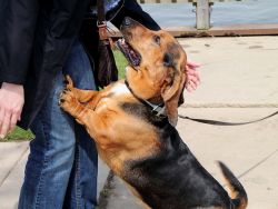 Как отучить собаку прыгать на хозяина