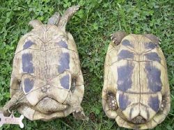Как определить пол сухопутной черепахи1