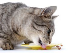 как правильно кормить стерилизованную кошку
