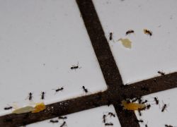 Как вывести муравьев из бани1
