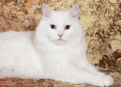 Кличка для белой кошки