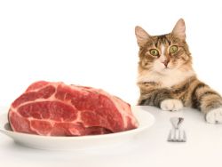 Почему кошка не ест