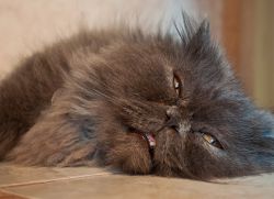 Тепловой удар у кошек – симптомы