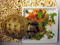 чем можно кормить сухопутную черепаху