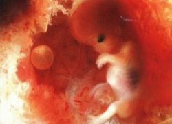 как выглядит эмбрион