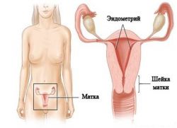 толщина эндометрия в менопаузе