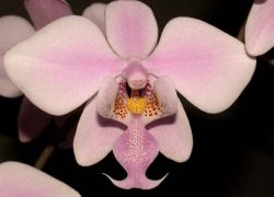 орхидея уход после цветения