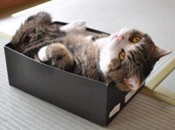 Почему кошки любят коробки1