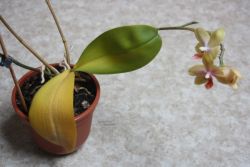 почему желтеет орхидея