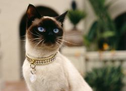 Сиамские кошки описание породы