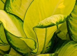 Диффенбахия - желтеют листья