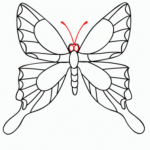 как нарисовать бабочку 16