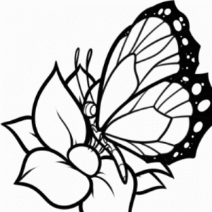 как нарисовать бабочку 24