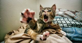 20 смешных фото котов, которые проявили чудеса изворотливости