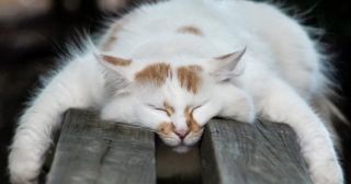 20 смешных фото кошек, которые предпочли своим удобным лежанкам совсем другие места для сна