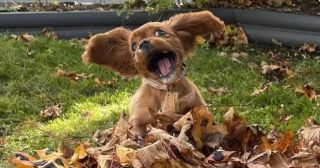 20 смешных фото собак, которые ведут себя нестандартно, но надолго заряжают хозяев позитивом