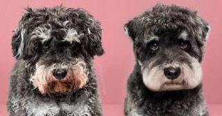 Удивительные фото собак после японской стрижки 