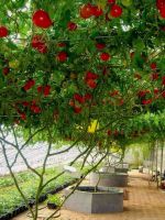 Как вырастить помидорное дерево?