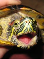 Болезни красноухих черепах