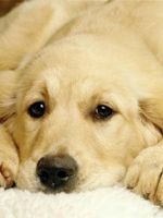 Демодекоз у собак – симптомы