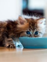 Когда начинать прикорм котят?