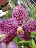 Как ухаживать за комнатной орхидеей?
